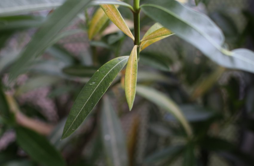 Борошнисті червці