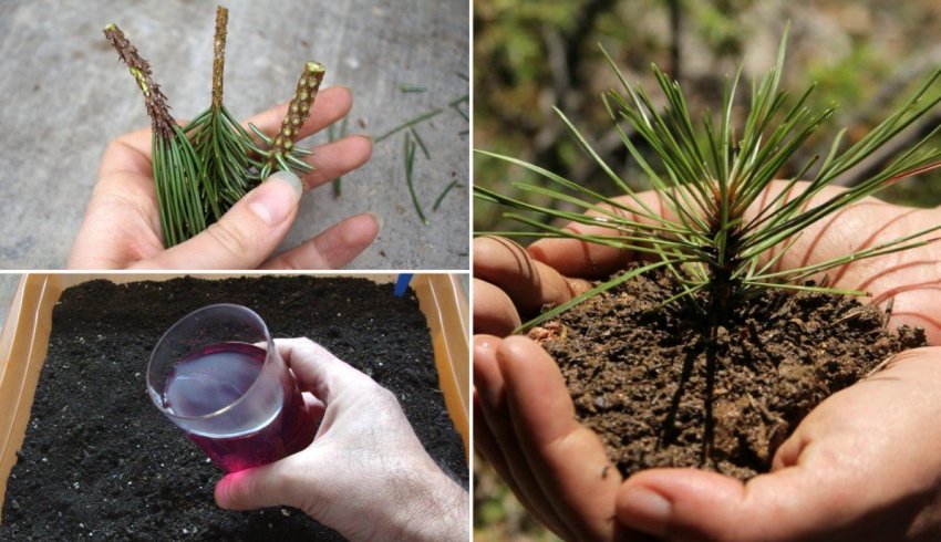 Черенкування кедра