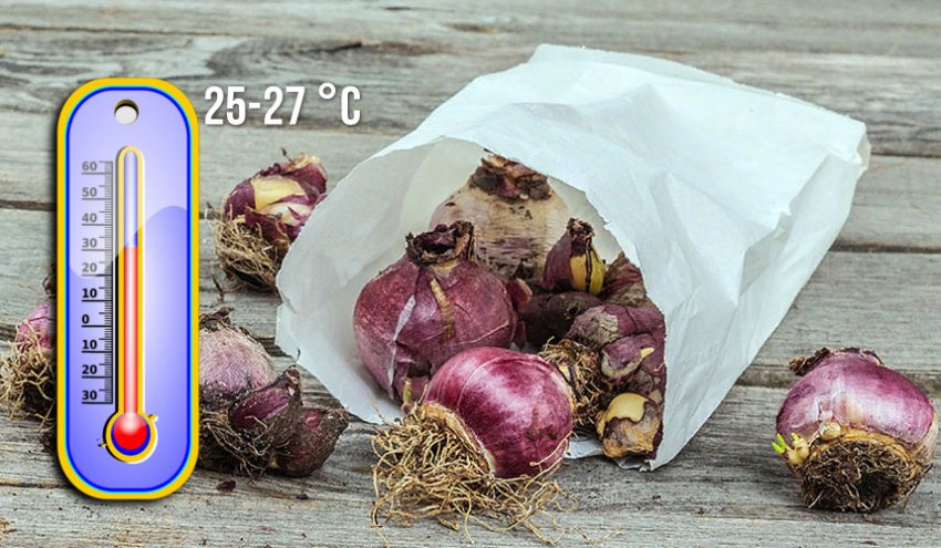 Зберігання цибулин гіацинта