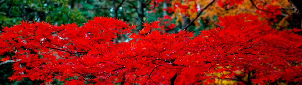 Використання, висадка і догляд за червоним японським кленом