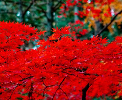 Використання, висадка і догляд за червоним японським кленом