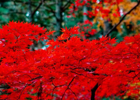 Використання, висадка і догляд за червоним японським кленом