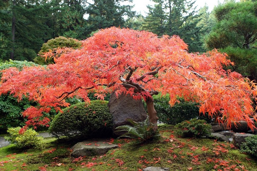 Клен японський червоний Клен японський червоний