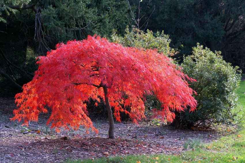 Клен японський червоний Клен японський червоний