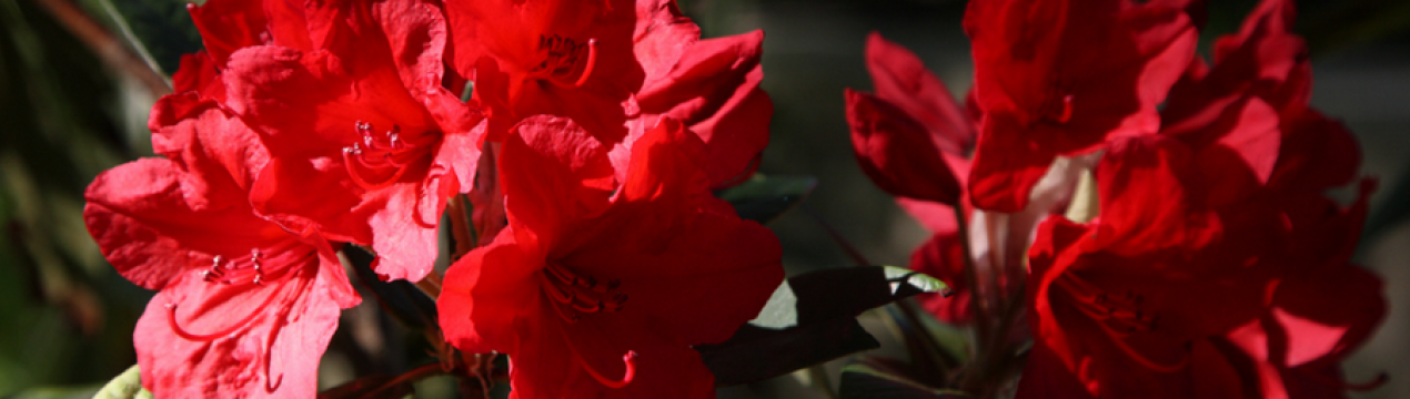 Опис рододендрона сорту Таррагон