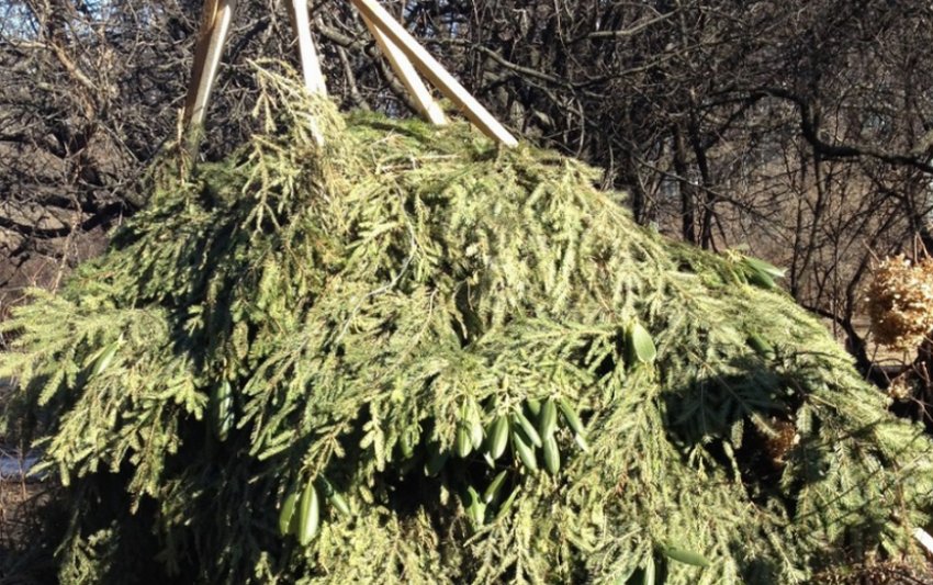 Укриття рододендрона на зиму Укриття рододендрона на зиму