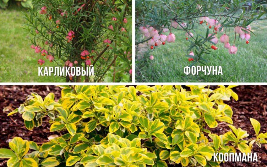 Сорта бересклета Сорта бересклета