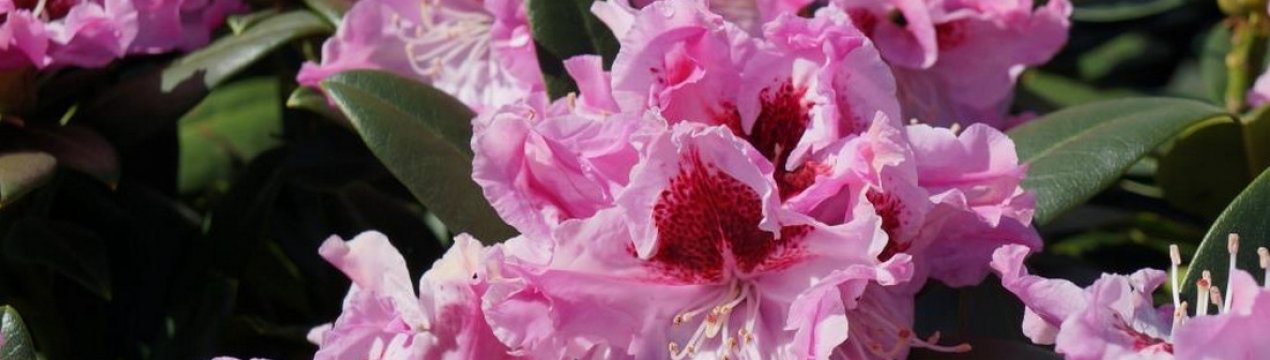 Опис гібридного сорту рододендрона "Krolowa Jadwiga"