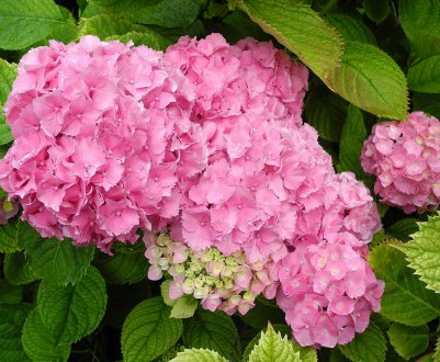 Як зробити білу гортензію рожевою?