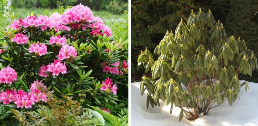 Кущ рододендрона влітку та взимку Кущ рододендрона влітку та взимку