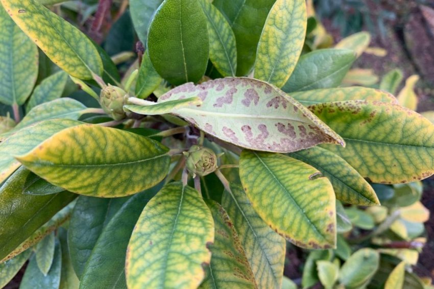 Мозаика рододендрона Мозаика рододендрона