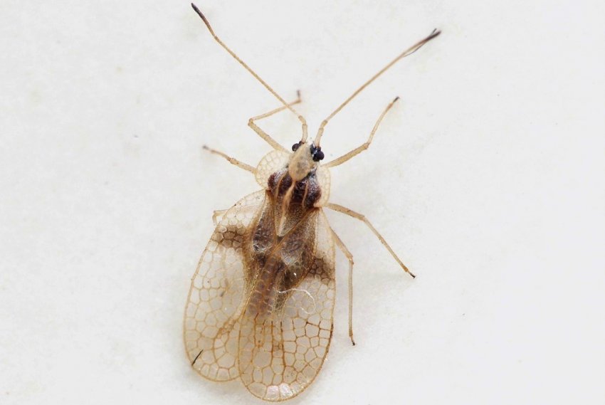 Рододендроновый клоп Рододендроновый клоп