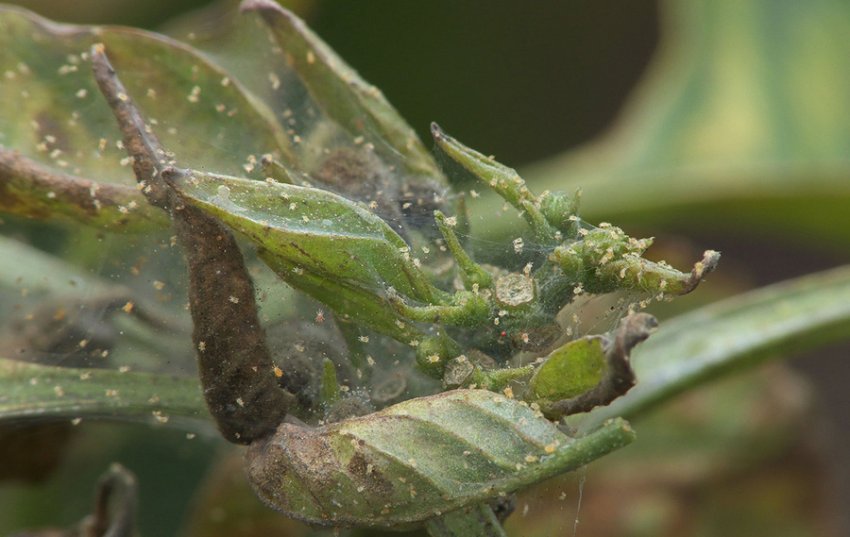 Паутинный клещ на рододендроне Паутинный клещ на рододендроне