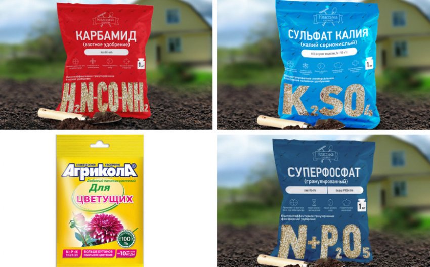 Добрива для рододендрона Добрива для рододендрона