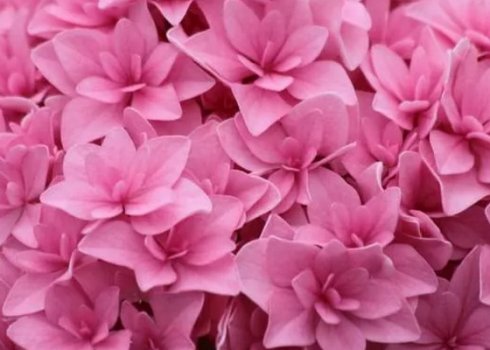 Опис сорту гортензії великолистої You & Me Perfection