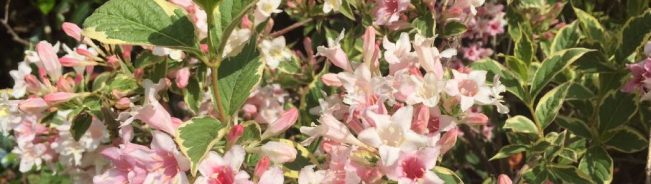 вейгела с чем посадить рядом. Смотреть фото вейгела с чем посадить рядом. Смотреть картинку вейгела с чем посадить рядом. Картинка про вейгела с чем посадить рядом. Фото вейгела с чем посадить рядом