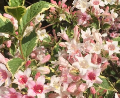 Кущ вейгела в ландшафтному дизайні та його поєднання з рослинами