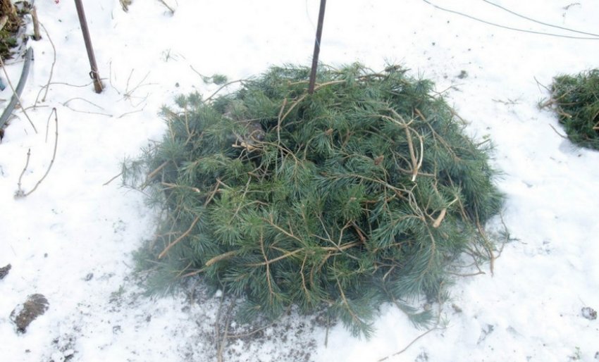 Укриття рододендрона лапником на зиму Укриття рододендрона лапником на зиму