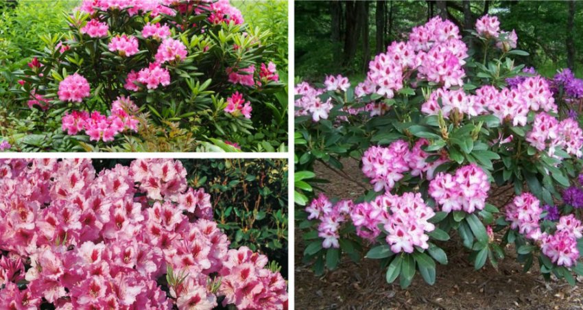 Рододендрон Королева Ядвіга в ландшафтному дизайні Рододендрон Королева Ядвіга в ландшафтному дизайні