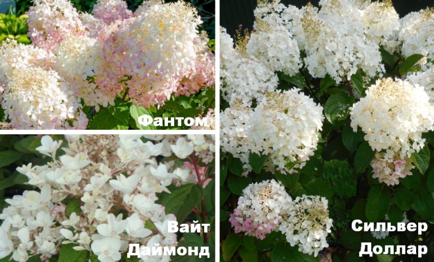 что делать чтобы гортензия цвела розовым цветом. Смотреть фото что делать чтобы гортензия цвела розовым цветом. Смотреть картинку что делать чтобы гортензия цвела розовым цветом. Картинка про что делать чтобы гортензия цвела розовым цветом. Фото что делать чтобы гортензия цвела розовым цветом