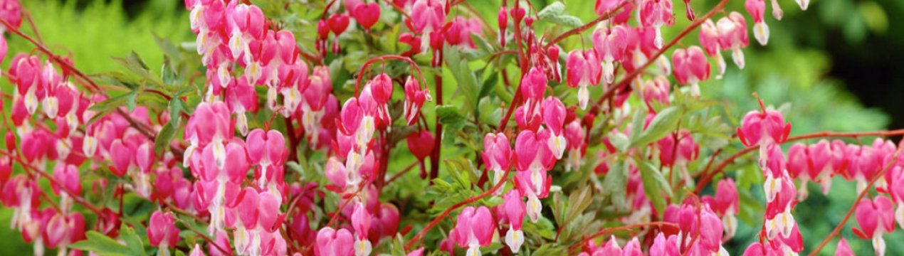 Dicentra прекрасна: опис роду