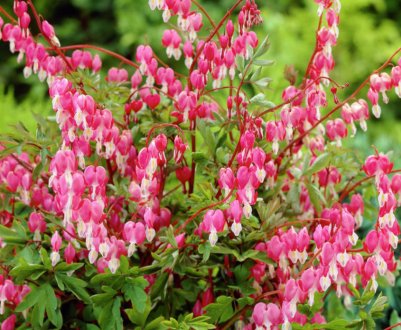 Dicentra прекрасна: опис роду