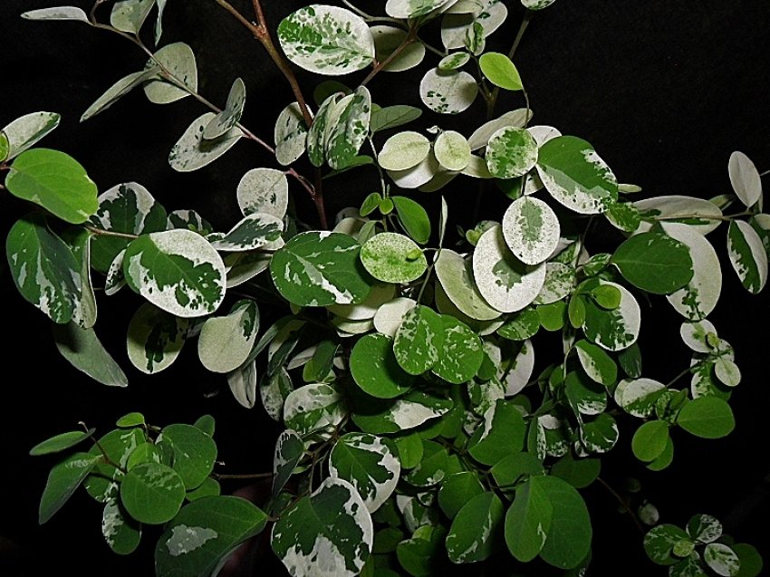 Брейния снігова Брейния снігова