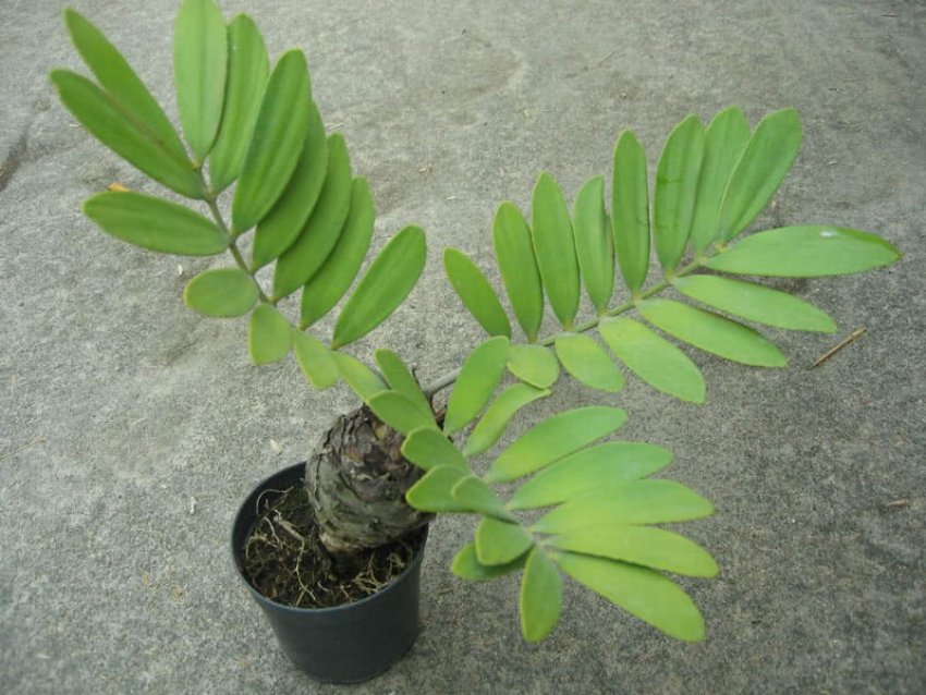 Замія припудренная Замія припудренная