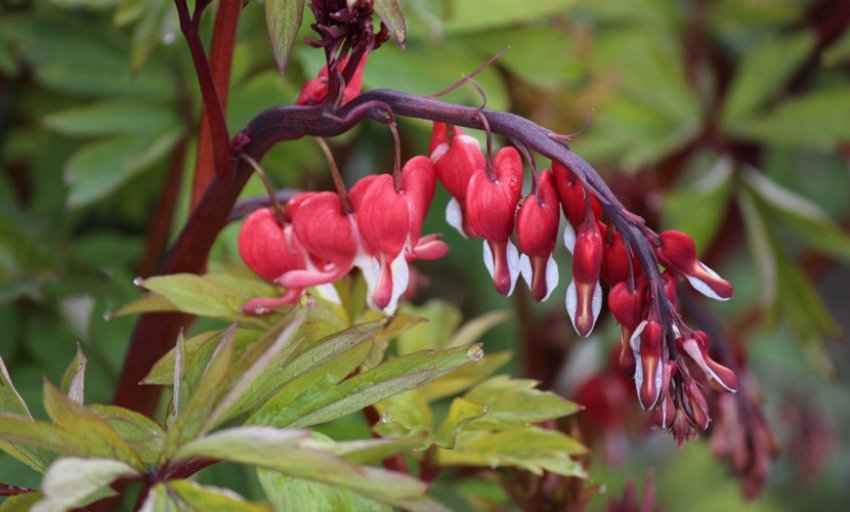 Дицентра великолепна Валентина
