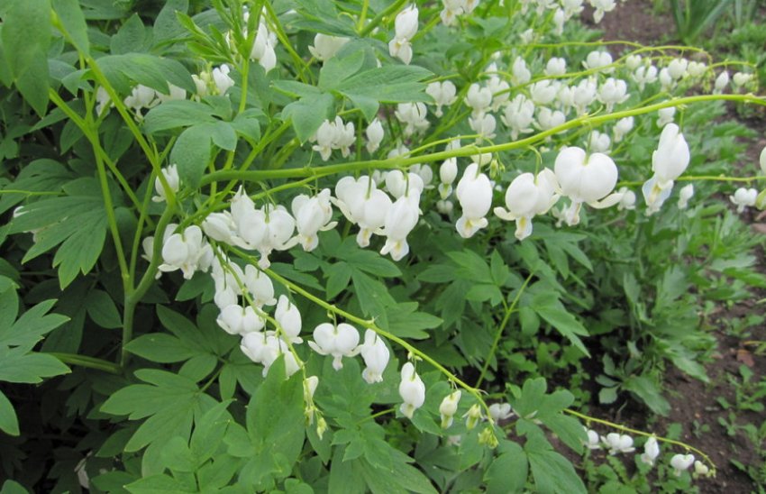 Дицентра великолепна Альба