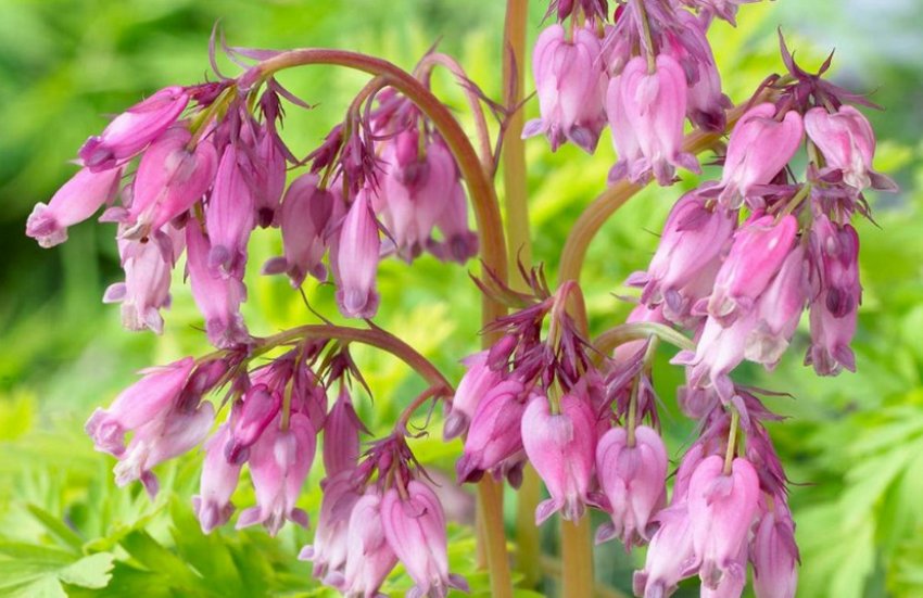 Дицентра великолепна Спринг Голд