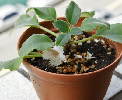 Альсобия: опис, догляд в домашніх умовах