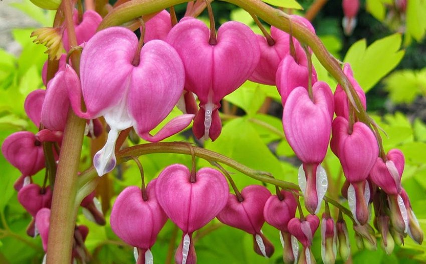 Дицентра великолепна Голд Хат