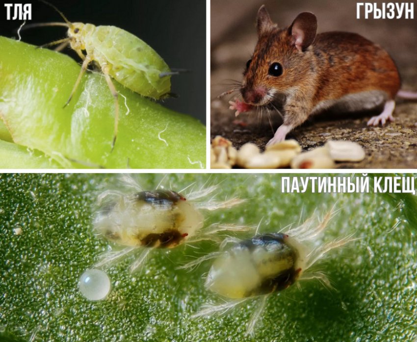 Шкідники гортензії