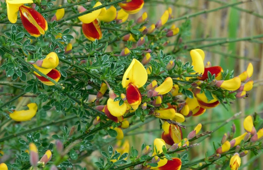 Ракитник Ракитник