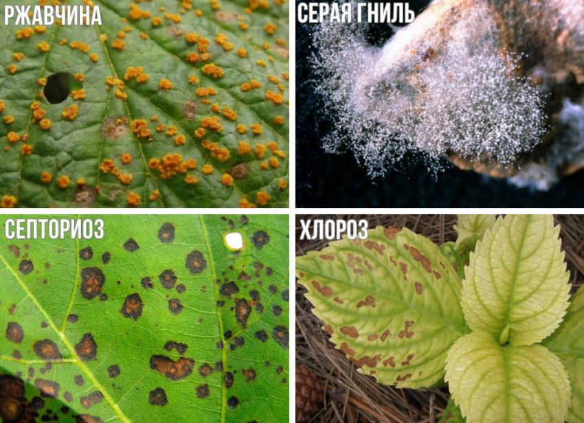 Хвороби гортензії