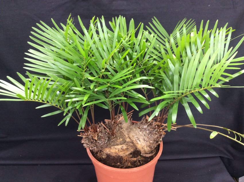 Пересадка заміі Пересадка заміі