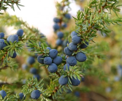 Збір врожаю можжевельника