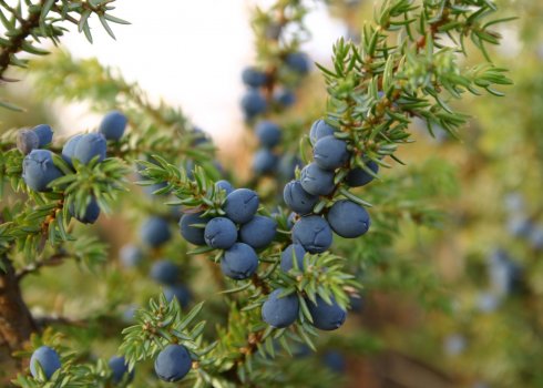 Збір врожаю можжевельника