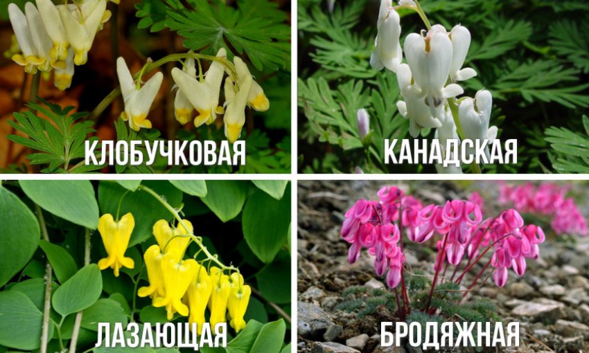 Види дицентри