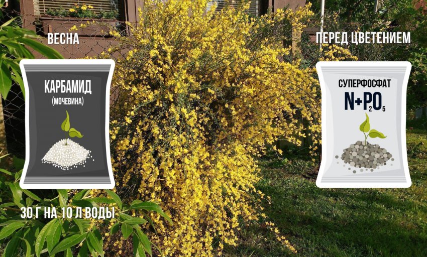 Підживлення ракитника Підживлення ракитника