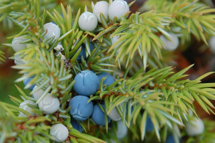 Плоди можжевельника