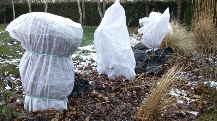 Укриття ракитника на зиму Укриття ракитника на зиму