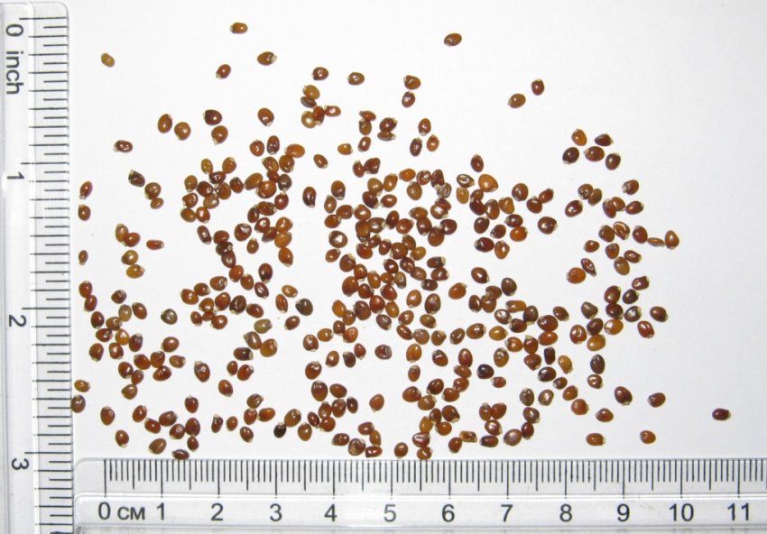 Насіння ракитника Насіння ракитника