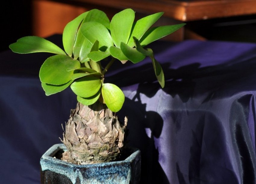 Держак заміі Держак заміі