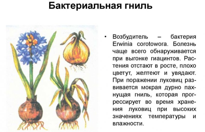 Бактеріальна гниль гіацинтів Бактеріальна гниль гіацинтів