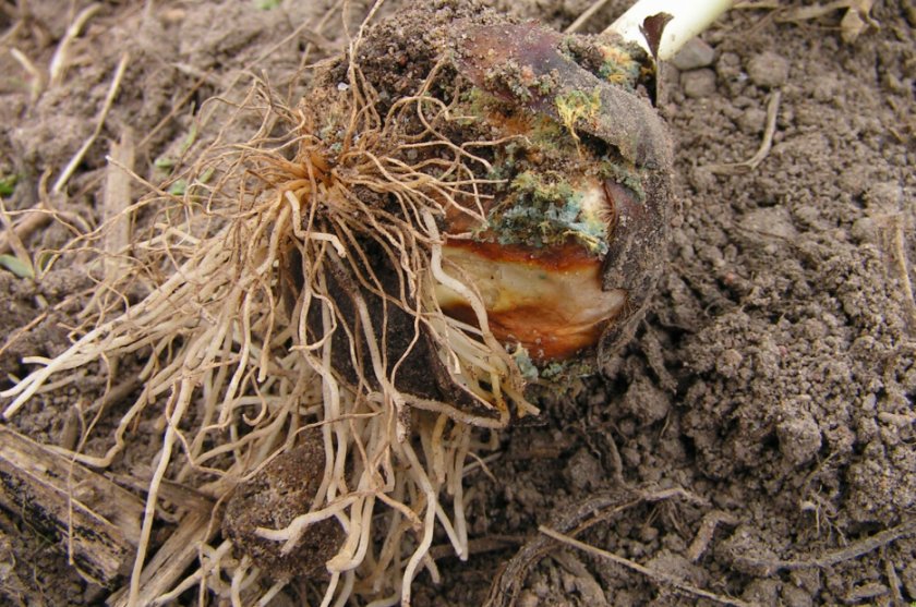 Гиацинты из семян посадка и уход в открытом грунте