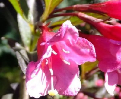 Опис вейгели Нана Пурпурея, посадка і догляд