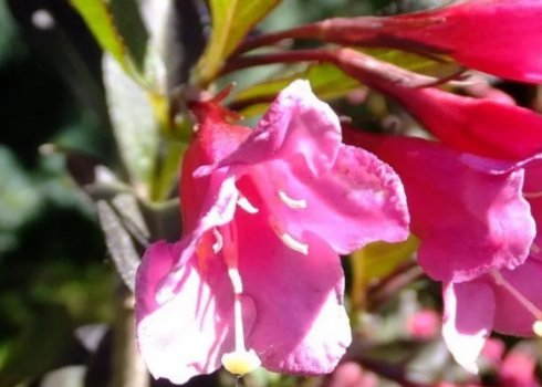 Опис вейгели Нана Пурпурея, посадка і догляд