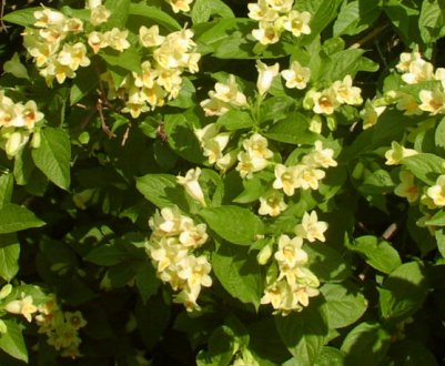 Фото та опис сорту Вейгели Міддендорфа